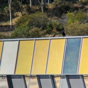 Acridotheres tristis at Sydney Olympic Park, NSW - 14 Oct 2023 09:23 AM