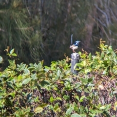 Malurus cyaneus (Superb Fairywren) at Sydney Olympic Park, NSW - 13 Oct 2023 by Darcy