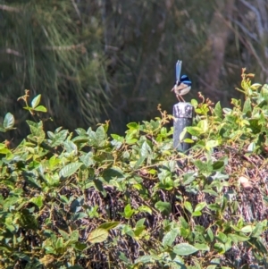 Malurus cyaneus at Sydney Olympic Park, NSW - 14 Oct 2023 09:29 AM