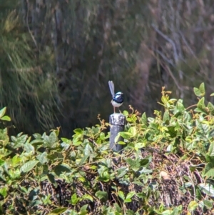 Malurus cyaneus at Sydney Olympic Park, NSW - 14 Oct 2023 09:29 AM