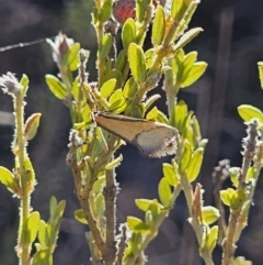 Philobota undescribed species near arabella at Jerangle, NSW - 14 Oct 2023