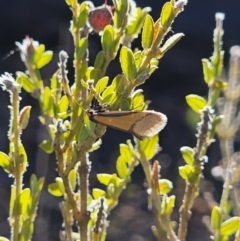 Philobota undescribed species near arabella at Jerangle, NSW - 14 Oct 2023