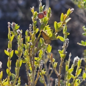 Philobota undescribed species near arabella at Jerangle, NSW - 14 Oct 2023