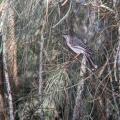 Anthochaera carunculata (Red Wattlebird) at Sydney Olympic Park, NSW - 13 Oct 2023 by Darcy