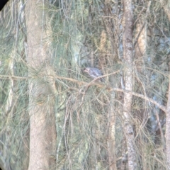 Anthochaera carunculata at Sydney Olympic Park, NSW - 14 Oct 2023 09:31 AM