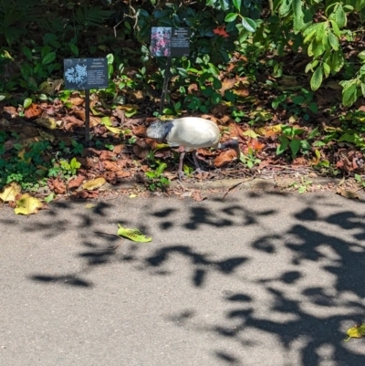 Threskiornis molucca (Australian White Ibis) at Sydney, NSW - 14 Oct 2023 by Darcy