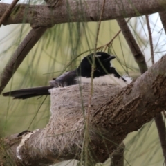 Rhipidura leucophrys (Willie Wagtail) at Upper Stranger Pond - 14 Oct 2023 by RodDeb