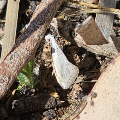 Thalerotricha mylicella (A concealer moth) at Jerangle, NSW - 14 Oct 2023 by Csteele4