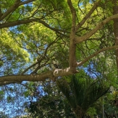 Dacelo novaeguineae (Laughing Kookaburra) at Sydney, NSW - 14 Oct 2023 by Darcy