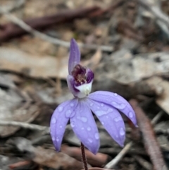 Cyanicula caerulea (Blue Fingers, Blue Fairies) at Canberra Central, ACT - 27 Aug 2023 by Venture