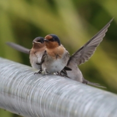 Hirundo neoxena (Welcome Swallow) at Upper Stranger Pond - 14 Oct 2023 by RodDeb