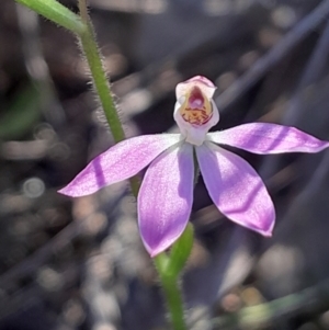 Caladenia carnea at Canberra Central, ACT - suppressed