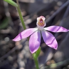 Caladenia carnea (Pink Fingers) at Canberra Central, ACT - 24 Sep 2023 by Venture