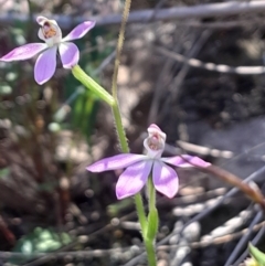 Caladenia carnea at Canberra Central, ACT - suppressed