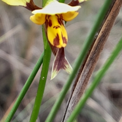 Diuris sulphurea (Tiger Orchid) at Black Mountain - 3 Oct 2023 by Venture