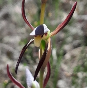 Lyperanthus suaveolens at Canberra Central, ACT - suppressed