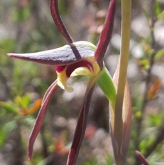 Lyperanthus suaveolens at Canberra Central, ACT - 24 Sep 2023