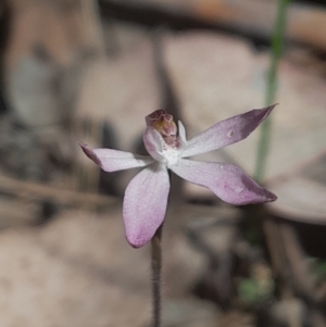 Caladenia fuscata at Canberra Central, ACT - suppressed