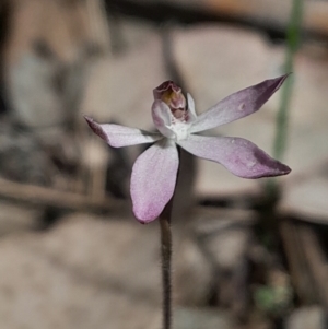 Caladenia fuscata at Canberra Central, ACT - suppressed