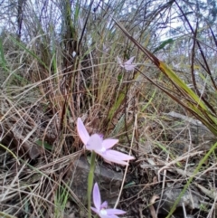 Glossodia major (Wax Lip Orchid) at Canberra Central, ACT - 3 Oct 2023 by Venture