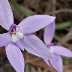 Glossodia major at Canberra Central, ACT - 3 Oct 2023