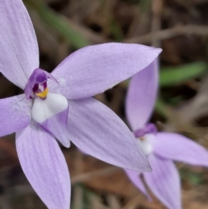 Glossodia major at Canberra Central, ACT - 3 Oct 2023