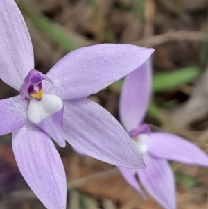 Glossodia major at Canberra Central, ACT - 3 Oct 2023