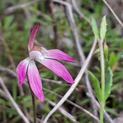Caladenia fuscata (Dusky Fingers) at Black Mountain - 3 Oct 2023 by Venture