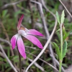 Caladenia fuscata at Canberra Central, ACT - 3 Oct 2023