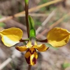 Diuris nigromontana (Black Mountain Leopard Orchid) at Weston Creek, ACT - 24 Sep 2023 by Venture