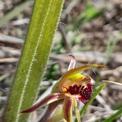 Caladenia actensis (Canberra Spider Orchid) at Mount Majura - 16 Sep 2023 by Venture