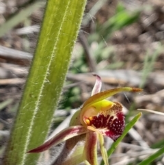 Caladenia actensis (Canberra Spider Orchid) at Majura, ACT - 16 Sep 2023 by Venture