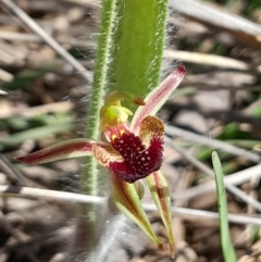 Caladenia actensis at suppressed - suppressed