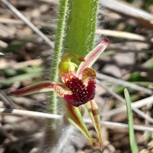 Caladenia actensis at suppressed - suppressed