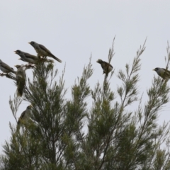 Manorina melanocephala (Noisy Miner) at Isabella Plains, ACT - 14 Oct 2023 by RodDeb