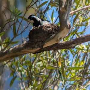 Grallina cyanoleuca at Sydney, NSW - 14 Oct 2023 12:30 PM