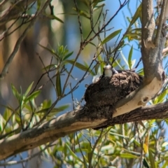 Grallina cyanoleuca at Sydney, NSW - 14 Oct 2023 12:30 PM