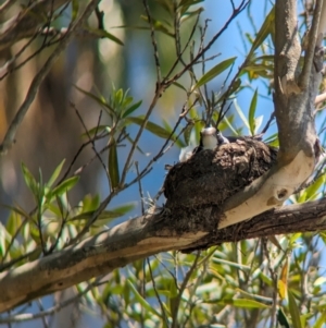 Grallina cyanoleuca at Sydney, NSW - 14 Oct 2023 12:30 PM