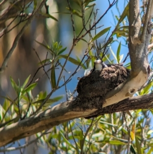 Grallina cyanoleuca at Sydney, NSW - 14 Oct 2023