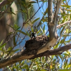 Grallina cyanoleuca at Sydney, NSW - 14 Oct 2023 12:30 PM