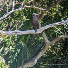 Phalacrocorax sulcirostris at Sydney, NSW - 14 Oct 2023 12:32 PM