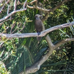 Phalacrocorax sulcirostris at Sydney, NSW - 14 Oct 2023