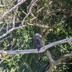 Phalacrocorax sulcirostris at Sydney, NSW - 14 Oct 2023