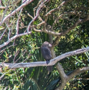 Phalacrocorax sulcirostris at Sydney, NSW - 14 Oct 2023 12:32 PM
