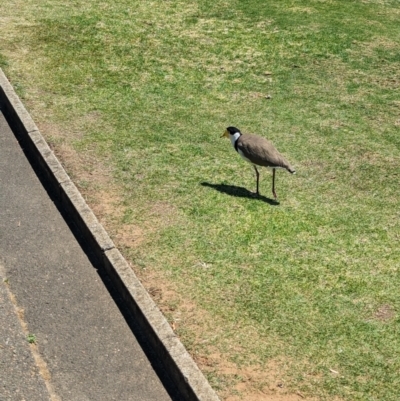Vanellus miles (Masked Lapwing) at Sydney, NSW - 14 Oct 2023 by Darcy