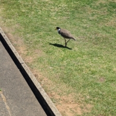 Vanellus miles at Sydney, NSW - 14 Oct 2023 12:33 PM