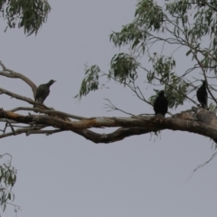 Gymnorhina tibicen (Australian Magpie) at Isabella Plains, ACT - 14 Oct 2023 by RodDeb