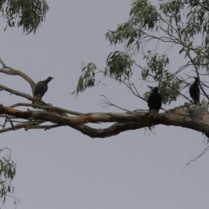 Gymnorhina tibicen at Isabella Plains, ACT - 14 Oct 2023