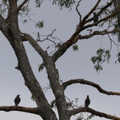 Gymnorhina tibicen at Isabella Plains, ACT - 14 Oct 2023