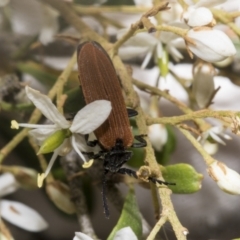 Porrostoma rhipidium (Long-nosed Lycid (Net-winged) beetle) at The Pinnacle - 24 Jan 2023 by AlisonMilton